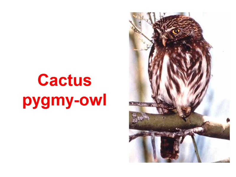 Cactus  pygmy-owl